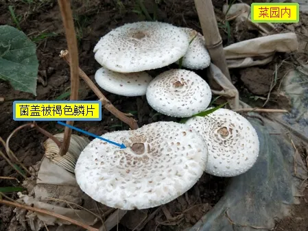 嘴饞吃了野生菇，拉稀拉進(jìn)ICU！白蘑菇竟也有索命劇毒？