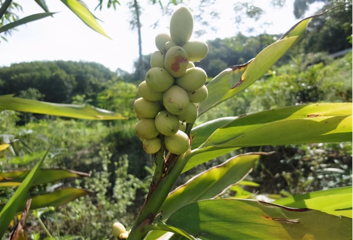 藥食同源話益智