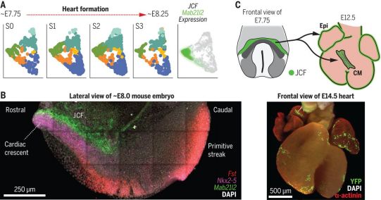 新研究鑒定出小鼠胚胎心臟區(qū)域中的多種心臟祖細(xì)胞群體