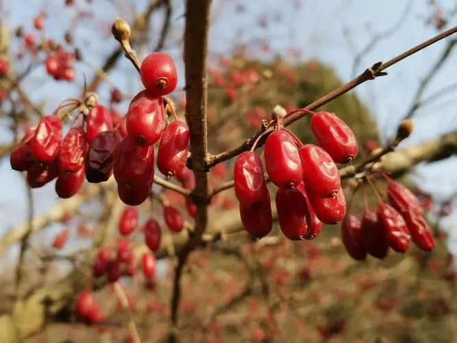 南陽：新“八大宛藥”