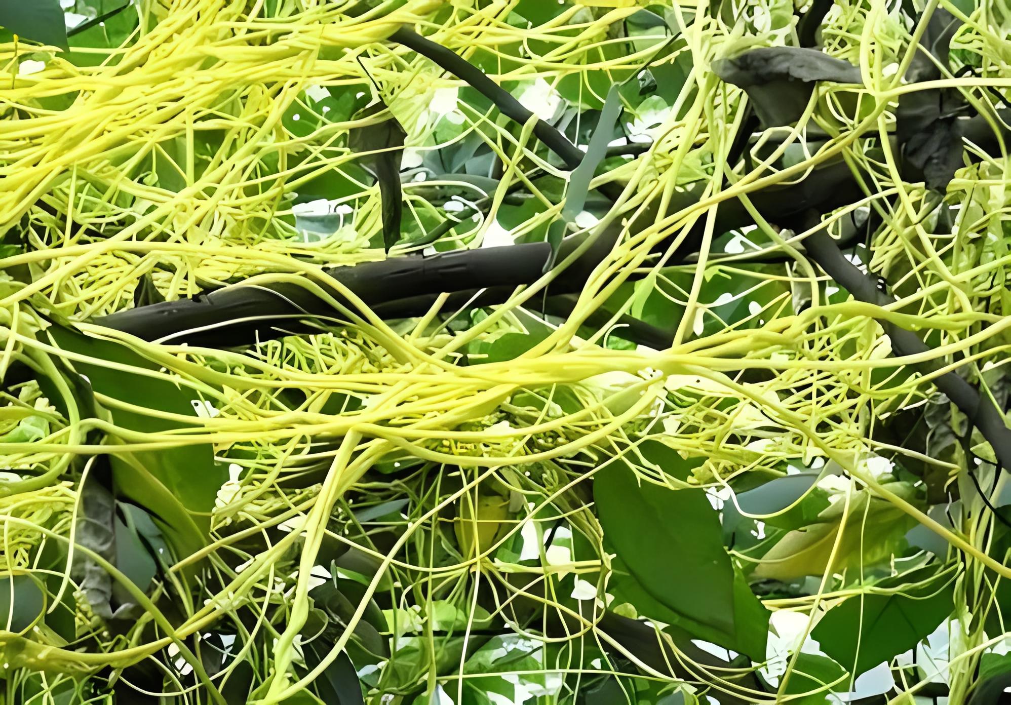 菟絲子：治陽痿 遺精早泄 遺尿溲頻